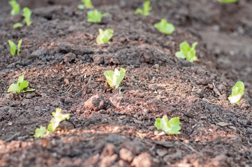 Young lettuces planted