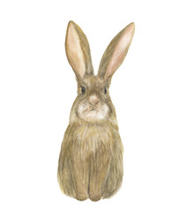 Watercolor painting funny rabbit. Baby animal. Easter bunny
