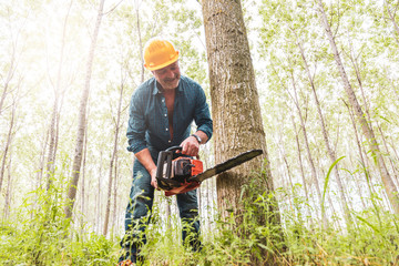 experienced lumberjack is cutting a tree with a chainsaw