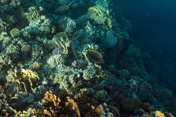 Fototapeta na wymiar Naso Lituratus under water in the ocean of egypt, Naso Lituratus under water photograph