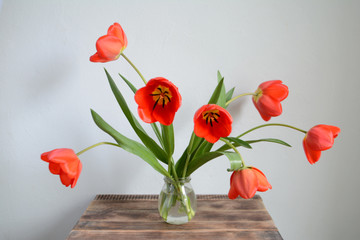 Bouquet of red tulips in a vase. Spring flowers. Mother's day, Valentine's day, international women's day, March 8