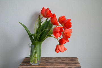 Bouquet of red tulips in a vase. Spring flowers. Mother's day, Valentine's day, international women's day, March 8