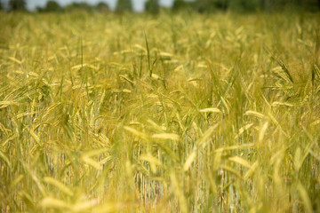 Hell and ripe Wheat for a background in the summer