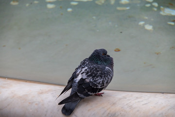 Pigeon sitting on edge of fountain