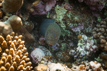 Gymnothorax javanicus underwater in the ocean of egypt, underwater in the ocean of egypt, Gymnothorax javanicus underwater photograph underwater photograph,