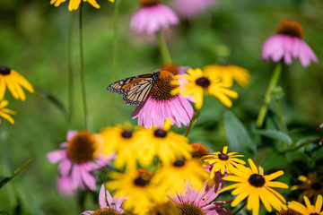 butterfly on flower