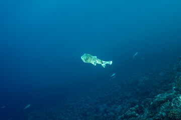 diodon hystrix underwater in the ocean of egypt, underwater in the ocean of egypt, Common...