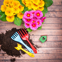 Concept Spring planting , harmony and beauty. Flowers Primula pink and yellow and garden tools , flat lay