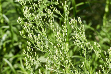 Closeup of seedpod fowers on Horseweed, Common Marestail, Erigeron canadensis (Conyza canadensis) known as Horseweed