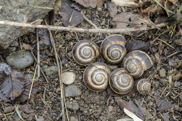 Shells with snails lying on the ground in winter