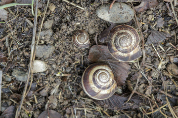 Shells with snails lying on the ground in winter