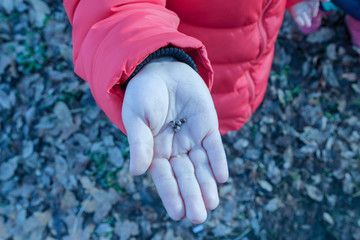 Buds of trees in the palm of a hand