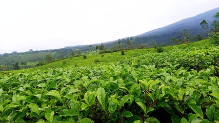 Green tea plantations are very beautiful