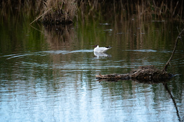 Sea in the Wagbachniederung in Waghäusel