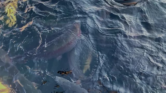 Group of big sturgeon fishes swimming in pond and caviar farm complex. Crowd of many freshwater fish hungry such as catfish, snakehead, snake, trout. crystal clear blue water. concept aquaculture