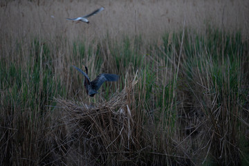 purple heron (ardea purpurea)