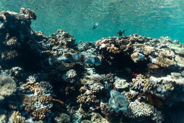 Naklejka na ściany i meble diodon hystrix underwater in the ocean of egypt, underwater in the ocean of egypt, Common porcupinefish underwater photograph underwater photograph,