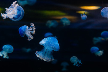 Jellyfish Classic Blue Pantone color of the year against a deep blue background