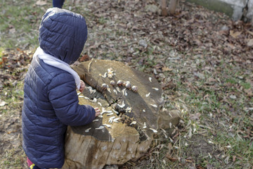 Fototapeta na wymiar Little girl plays with snail shells and still with ashen maple seeds