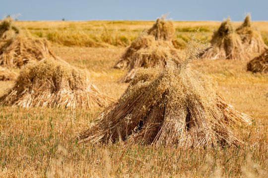 Oats harvested and stacked into sheaves the old way on a Canterbury farm in New Zealand