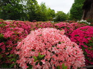 ツツジ