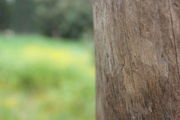 Israel, travel, deserts, flowers, palm trees Genesaret Lake