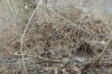 Interweaving of overgrown branches without leaves