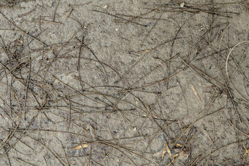 Patterns of slurry on asphalt from melted snow and trunks from maple leaves