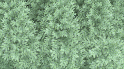 Pine tree texture background. 