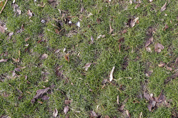 Part of a lawn with green grass partially covered by leaves of trees