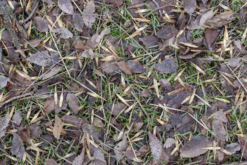 A piece of land covered with ash seeds and foliage of trees