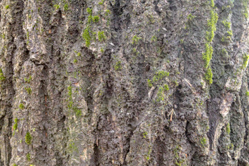 A piece of wood bark overgrown with moss