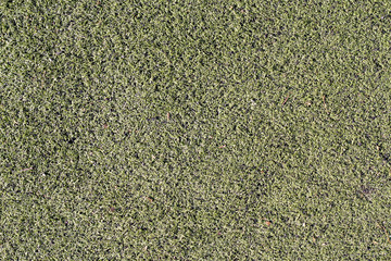 Part of the lawn with green grass in winter