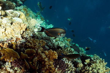 Naklejka na ściany i meble Acanthurus sohal underwater in the ocean of egypt, underwater in the ocean of egypt, Acanthurus sohal underwater photograph underwater photograph,