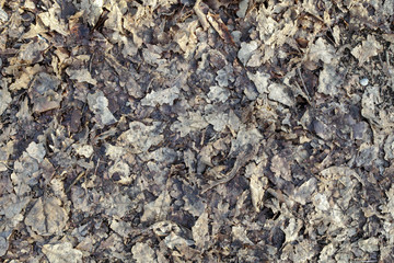 A layer of rotting old leaves on the ground