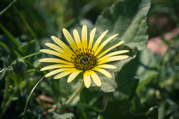 Cape dandelion yellow flower blooming