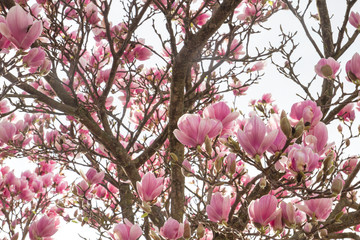 Magnolia tree blooming in spring