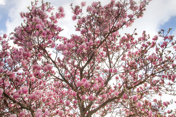 Magnolia tree blooming in spring