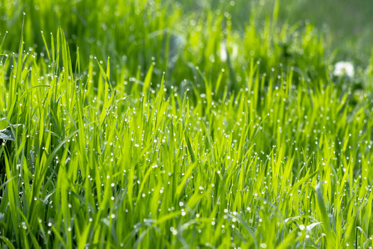 dew drops on the green grass. wonderful close up of nature background in the morning. freshness concept