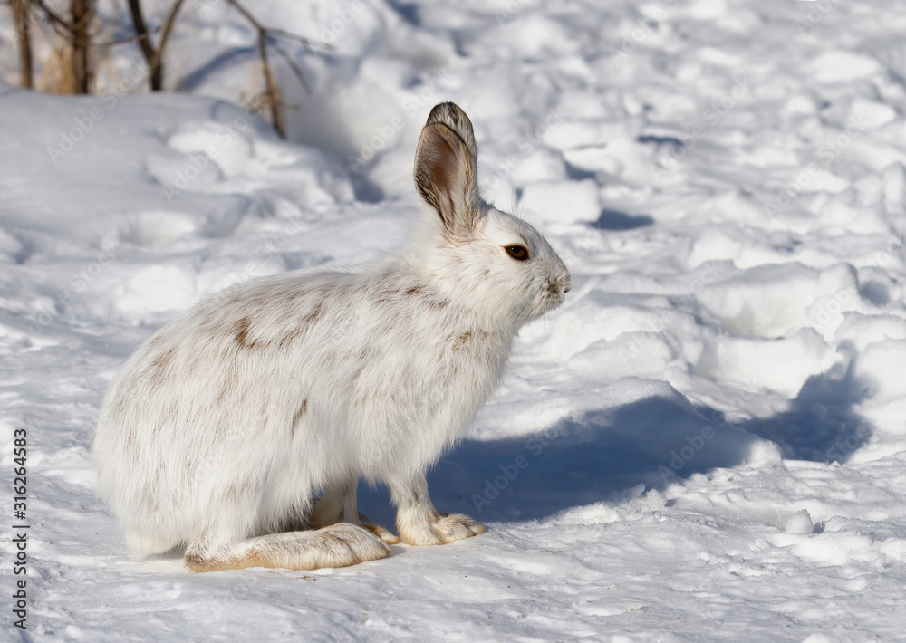 Wall mural White Snowshoe hare or Varying hare closeup in winter in Canada - Wall murals