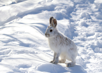 White Snowshoe hare or Varying hare closeup in winter in Canada © Jim Cumming