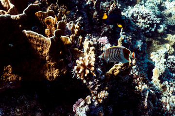 Obraz na płótnie Canvas Chaetodon paucifasciatus underwater in the ocean of egypt, underwater in the ocean of egypt, Chaetodon paucifasciatus underwater photograph underwater photograph,