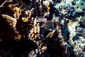 Chaetodon paucifasciatus underwater in the ocean of egypt, underwater in the ocean of egypt, Chaetodon paucifasciatus underwater photograph underwater photograph,