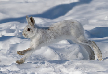 White Snowshoe hare or Varying hare isolated on white background running through the snow in Canada