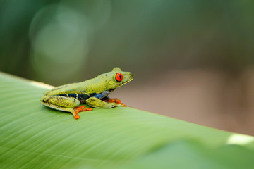 Red eyed tree frog between the leaves of a green plant in Tortuguero National Park in Costa Rica