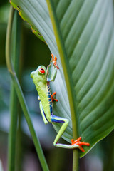 Red eyed tree frog between the leaves of a green plant in Tortuguero National Park in Costa Rica