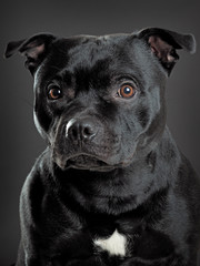 Studio shot stafordshire bull terrier