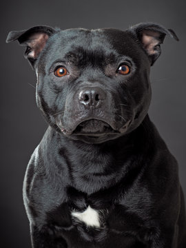 Studio shot stafordshire bull terrier