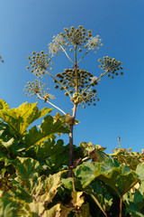 Poisonous plant killer hogweed. Grass causing a severe allergic reaction.