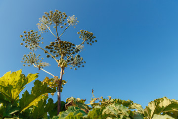 Poisonous plant killer hogweed. Grass causing a severe allergic reaction.